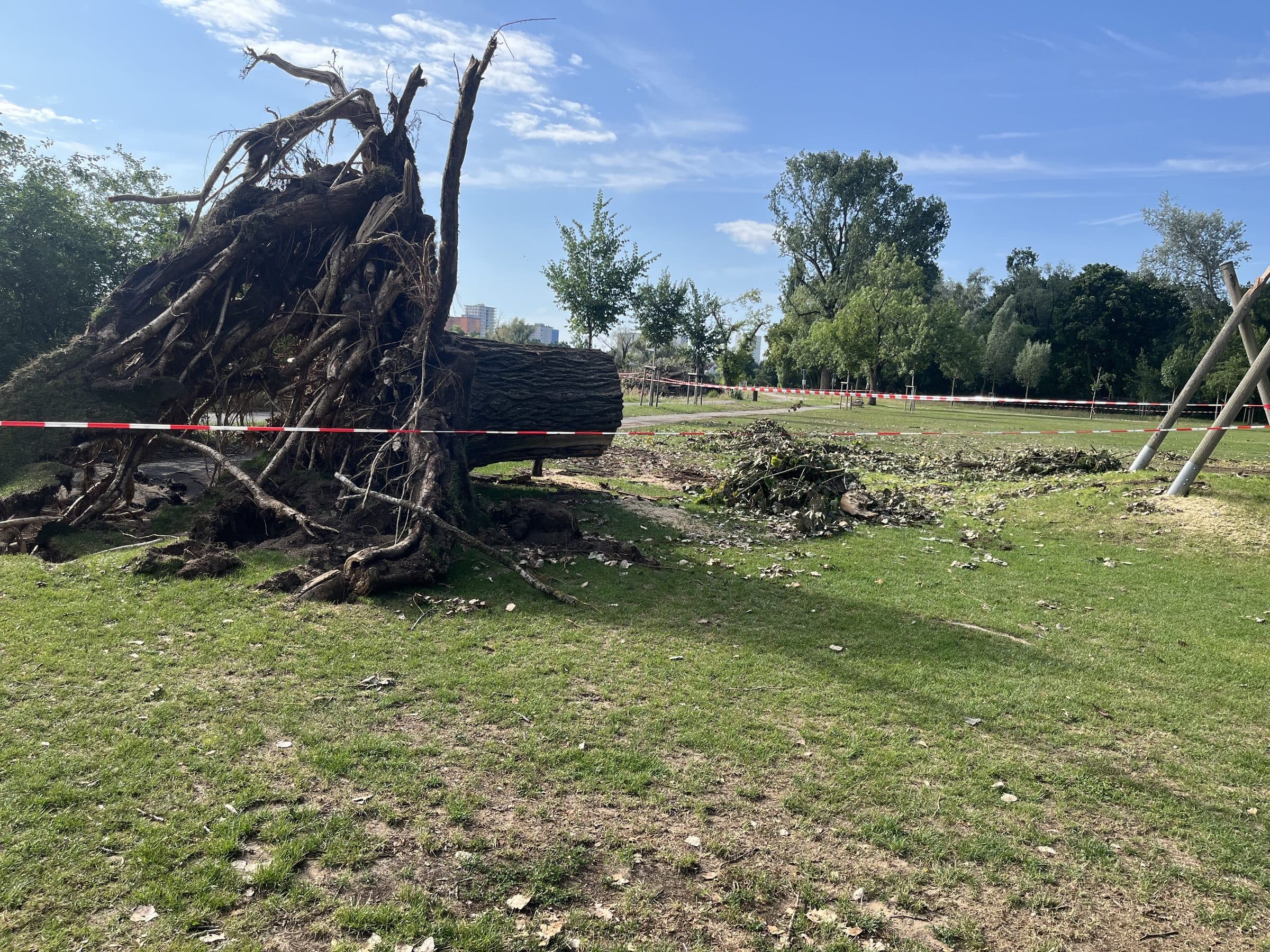 Entwurzelter Baum nach einem Sturm, abgesperrt und zur Aufarbeitung vorbereitet